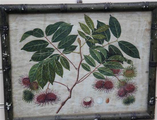 Captain E.A. McCurdy (19th C.) Botanical studies of Indian fruits 11.5 x 15in., housed in hand painted simulated bamboo frames